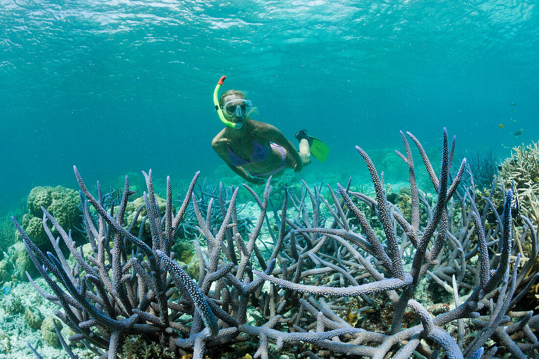 Skin Diver at Shallow Reef, Micronesia, Palau