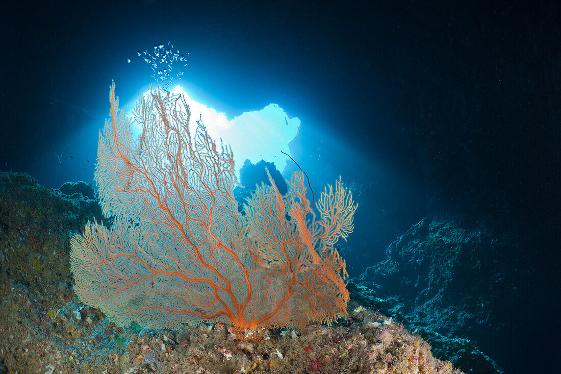 Seefaecher am Eingang der Blue Hole Unterwasserhoehle, Mikronesien, Palau