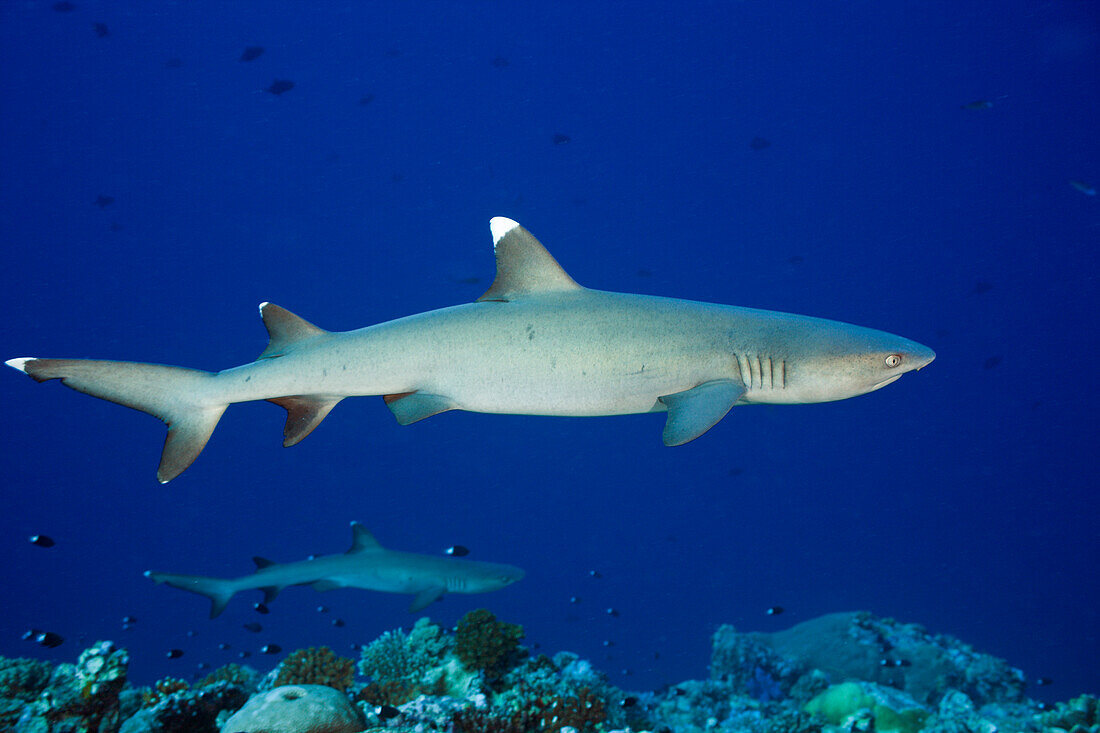 Whitetip Reef Sharks, Triaenodon obesus, Blue Corner, Micronesia, Palau