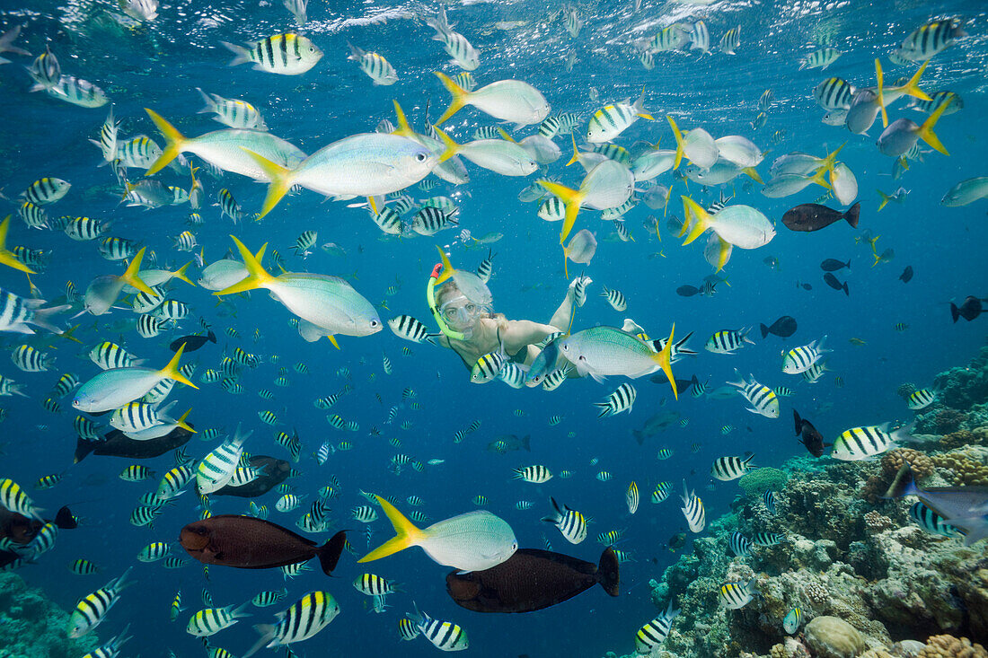 Schnorcheln in bunten Fischschwarm, Mikronesien, Palau