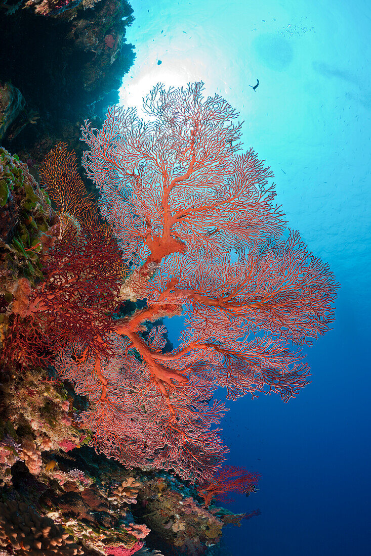 Riff mit Knotenfaecher, Melithaea, Peleliu Wall Mikronesien, Palau