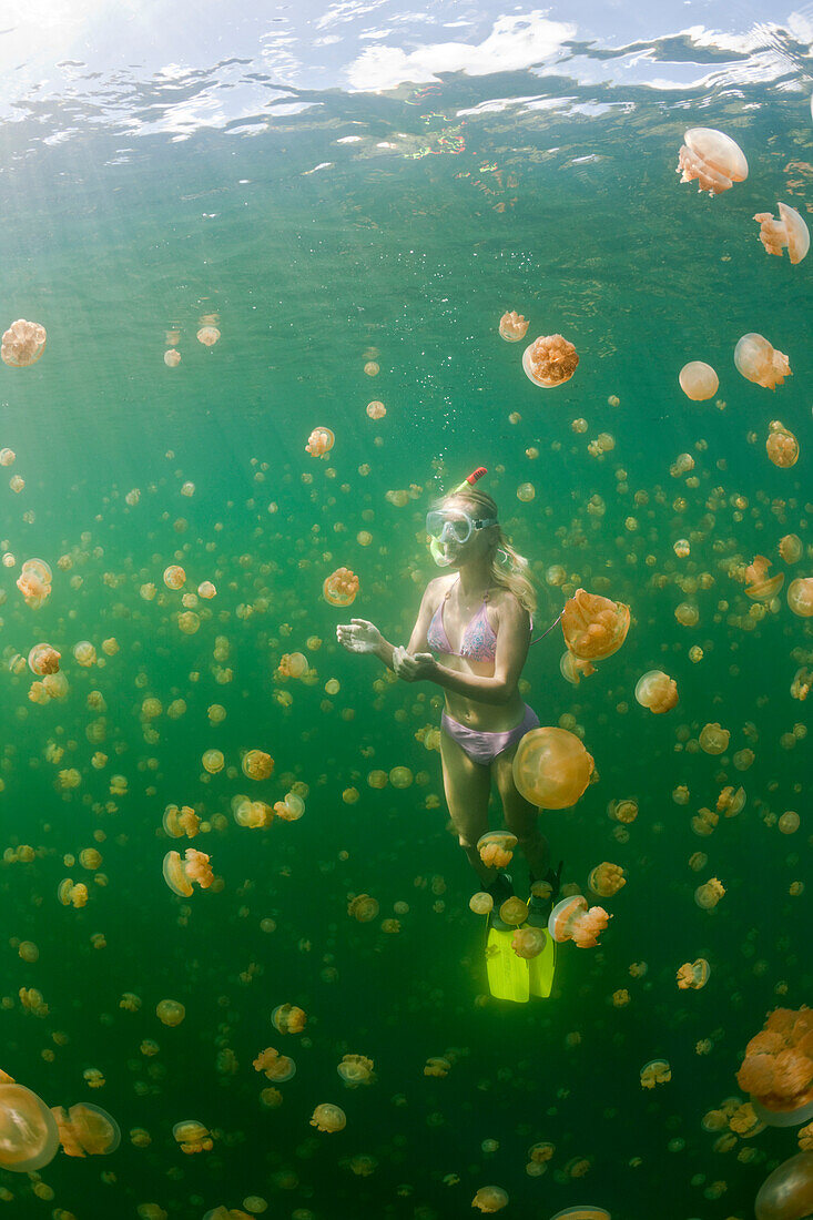 Swimming with harmless Jellyfishes, Mastigias papua etpisonii, Jellyfish Lake, Micronesia, Palau