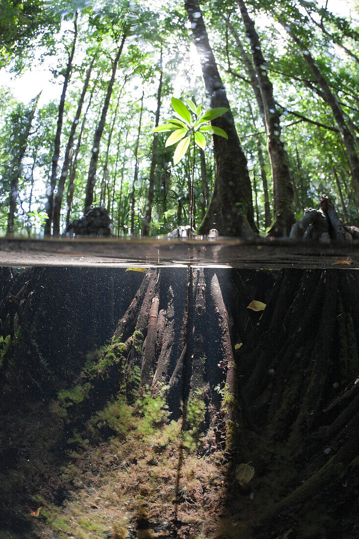 Splitimage of Mangrove, Jellyfish Lake, Micronesia, Palau