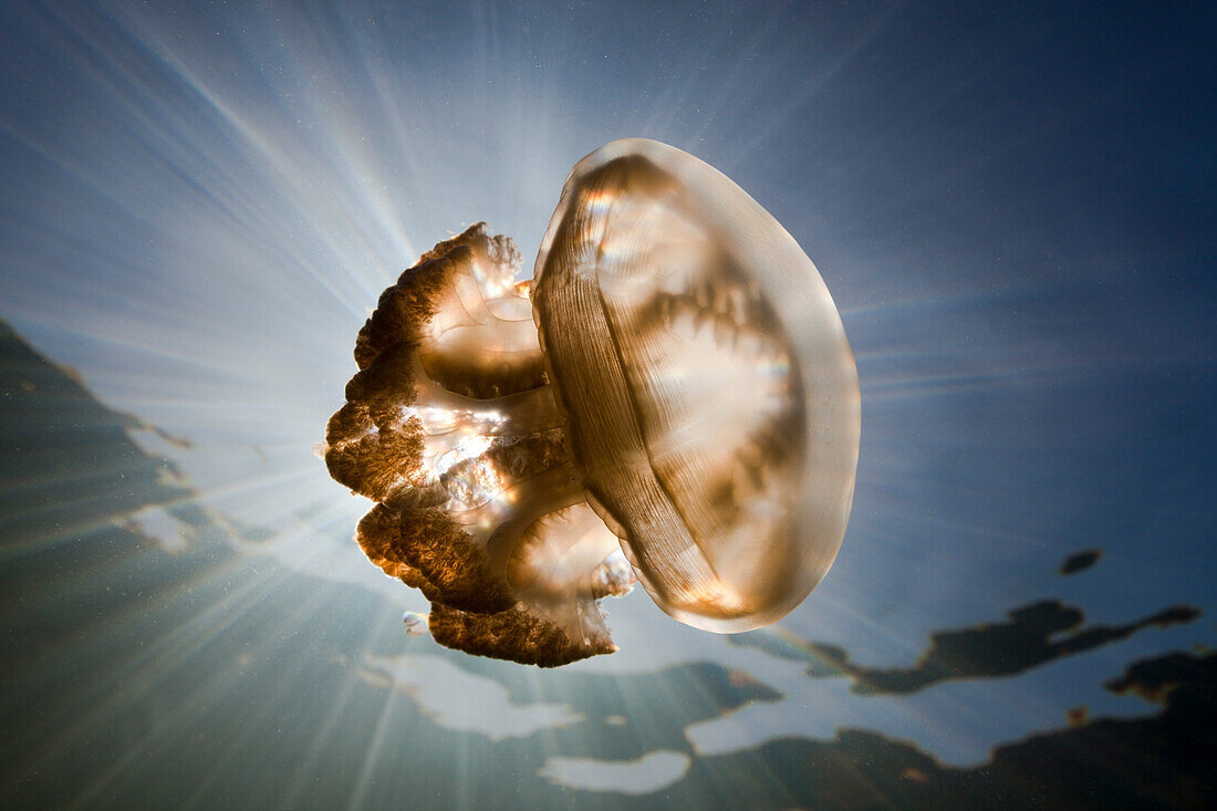 Mastigias Jellyfish, Mastigias papua etpisonii, Jellyfish Lake, Micronesia, Palau