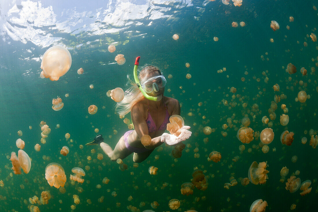 Snorkeling in Jellyfish Lake, Mastigias papua etpisonii, Jellyfish Lake, Micronesia, Palau
