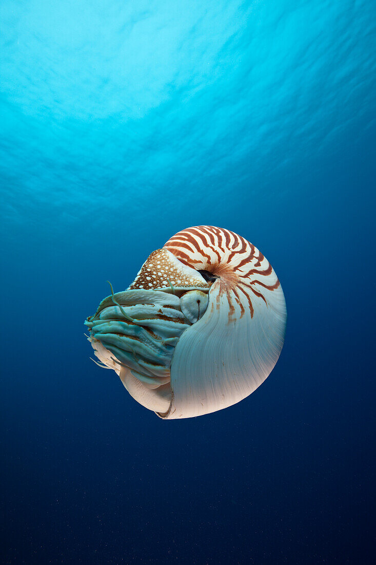 Chambered Nautilus, Nautilus belauensis, Micronesia, Palau