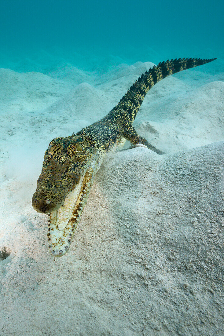 Salzwasser-Krokodil, Crocodylus porosus, Mikronesien, Palau