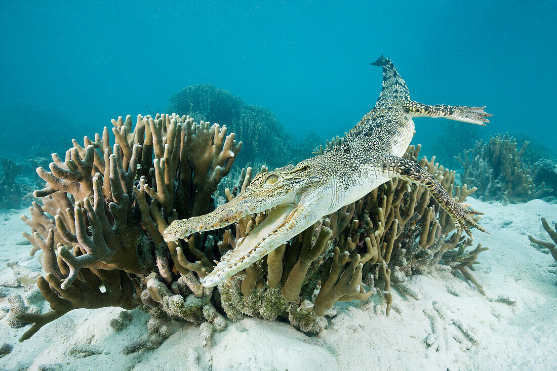 Salzwasser-Krokodil, Crocodylus porosus, Mikronesien, Palau