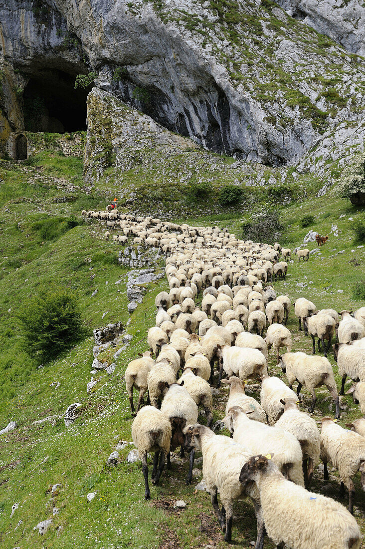 Transhumance to higher pastures in Urbia from caserío (typical farm) in the lowland, Basque Country, Spain
