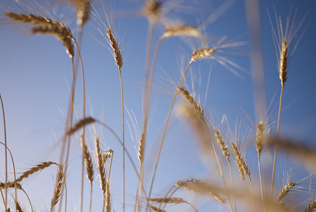 Aragon, Campo, Cereal, Color, Colour, Conceptual, Europe, Farming, Food, Gúdar-Javalambre, Landscape, Nature, Outdoor, Outdoors, Puertomingalvo, Sierra, Spain, Summer, Teruel, Verano, L51-762903, agefotostock