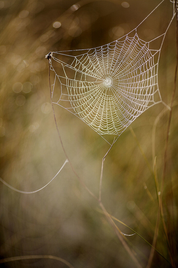 Alacant, Alicante, Close-up, Coast, Color, Colour, Comunidad Valenciana, Day, Europe, Farming, Fauna, Foggy, La Mata, Mata-torrevieja, Natural, Natural park, Nature, Outdoor, Park, Parque, Spain, Spider, Tela, Torrevella, Torrevieja, Wild, Wildlife, L51-7