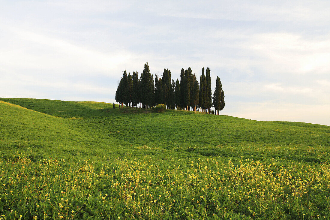 Cypress, Italian Cypress, Cupressus sempervirens, Rape, hill countryside, agricultural landscape, Tuscany, Italy