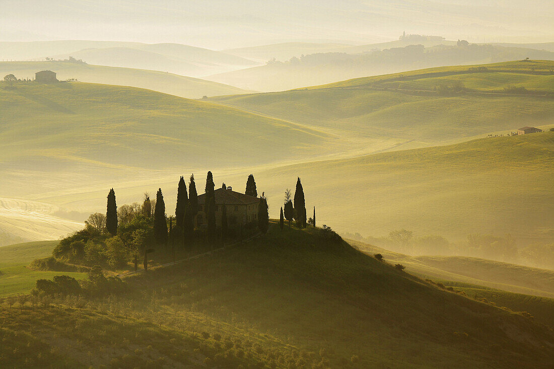 Cypress, Italian Cypress, Cupressus sempervirens, Zypresse, vineyards, country house, farm house, hill countryside, misty atmosphere, spring, agricultural landscape, Tuscany  Toskana, Italy