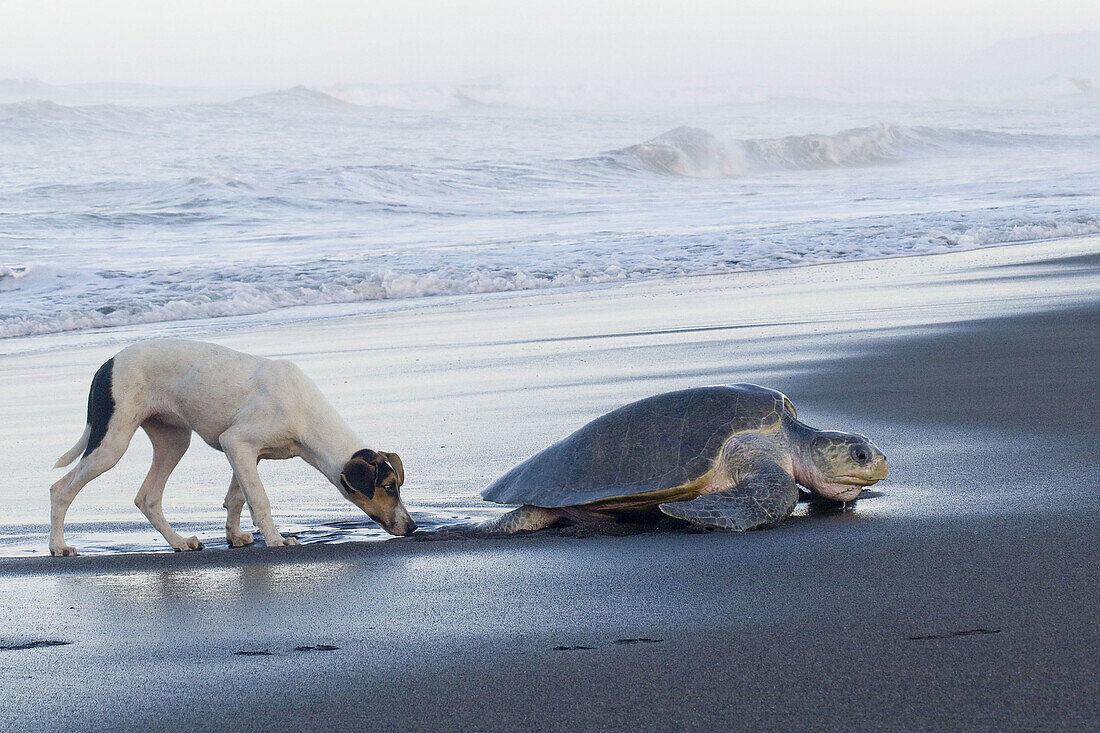 Female olive ridley sea turtle (Lepidochelys olivacea) harassed by a feral dog while climbing onto land to lay her eggs; photographed in Costa Rica.