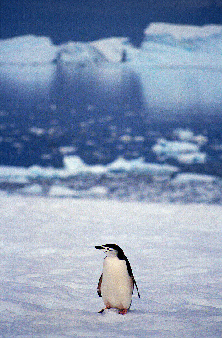 Chinstrap Penguin (Pygoscelis antarctica) in Charcot Island, Antarctica