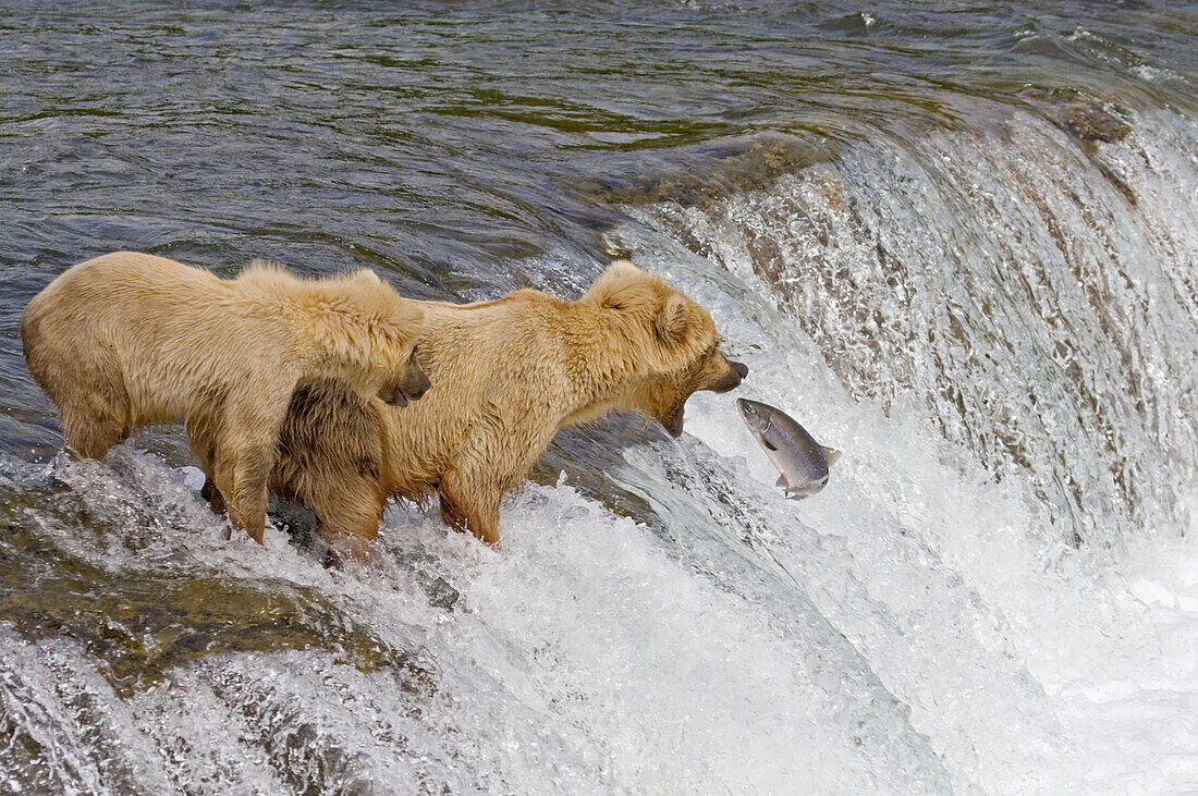 Brown Bear and her cub catching salmon in Katmai National Park, Alaska, USA