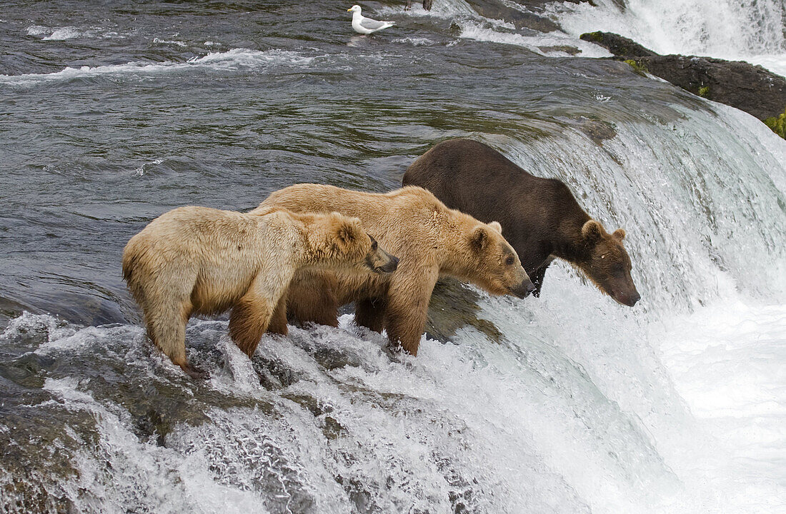 Grizzly Bears fishing in Katmai National Park, Alaska, USA