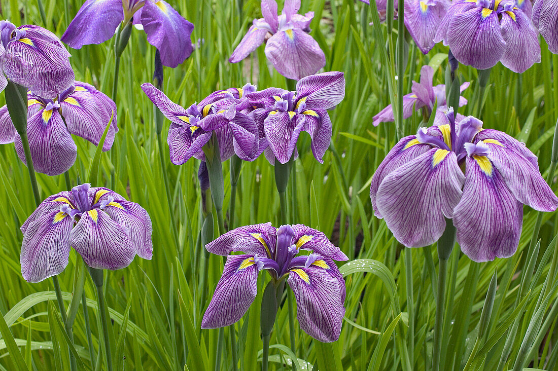 Grouping of blooming iris flowers.