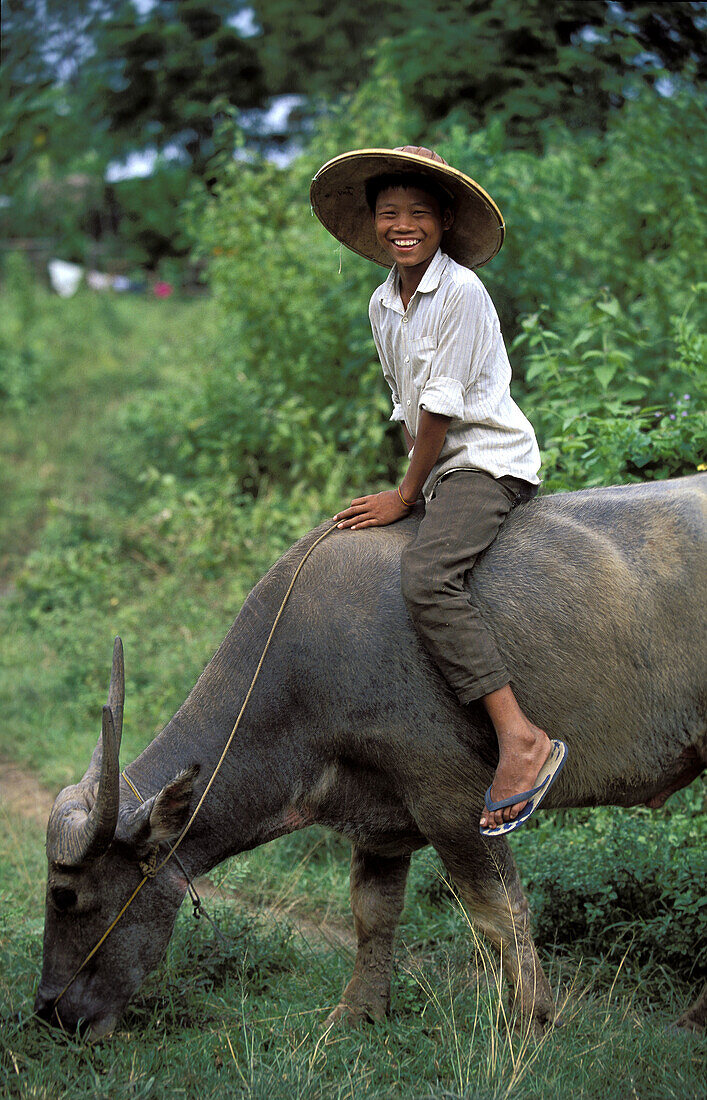 Shepherd and buffalo, hsipaw, shan state, Myanmar