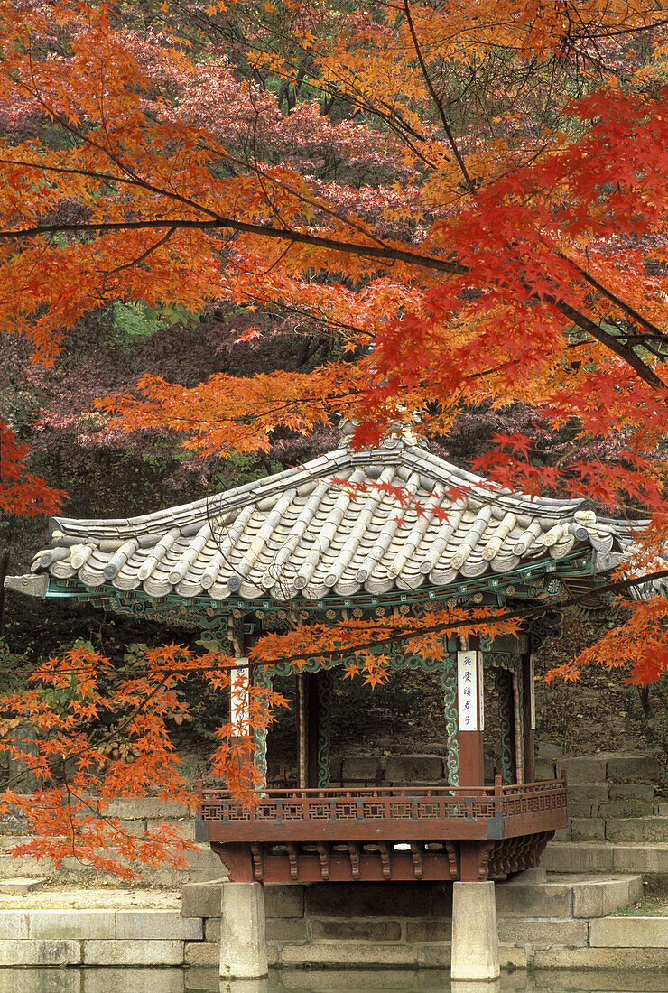 Pavilion and maple trees in Piwon (Secret Garden), Changdeokgung Palace, Seoul. South Korea