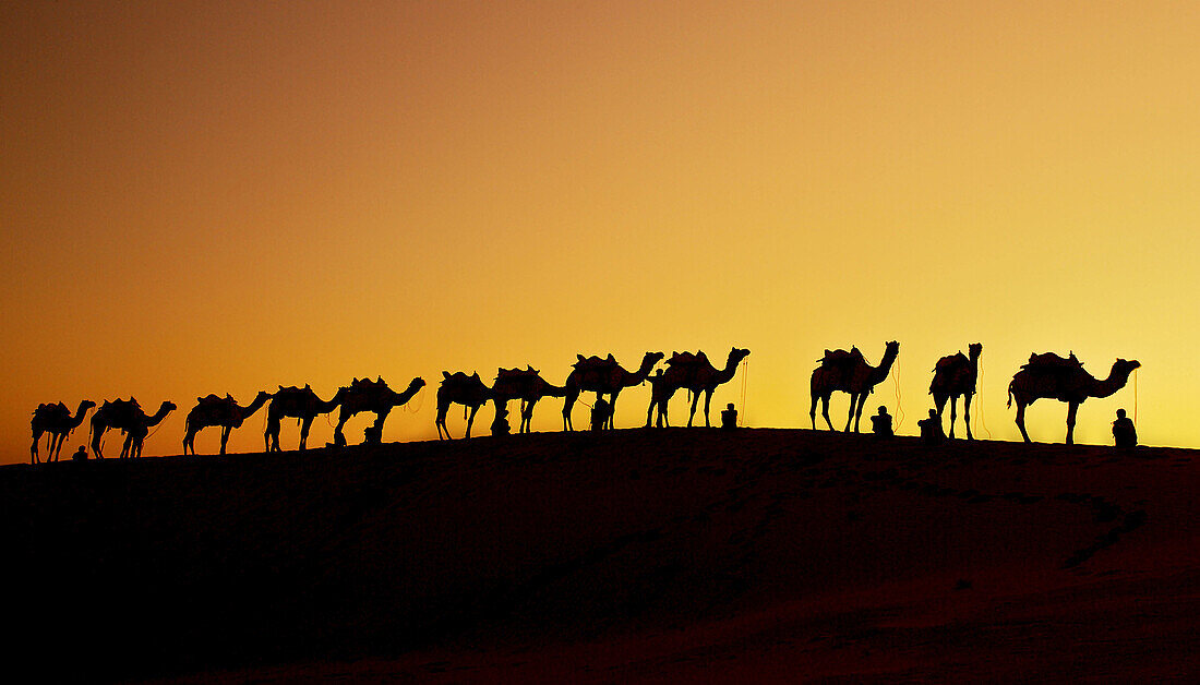 A group of camel herders with their camels at sunset on the sand dunes in Jaisalmer, India. Rajasthan, India
