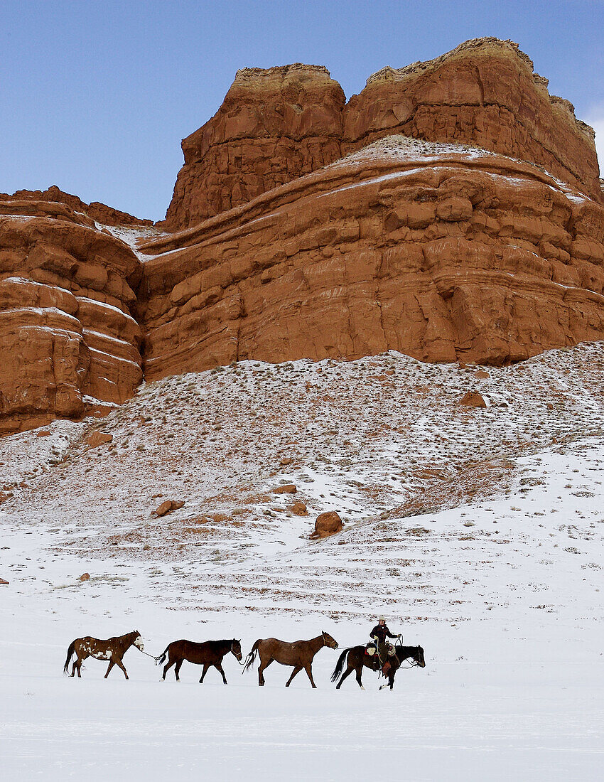 A cowboy leading his horses through the beauty of winter in shell, wyoming Shell, Whoming, Usa