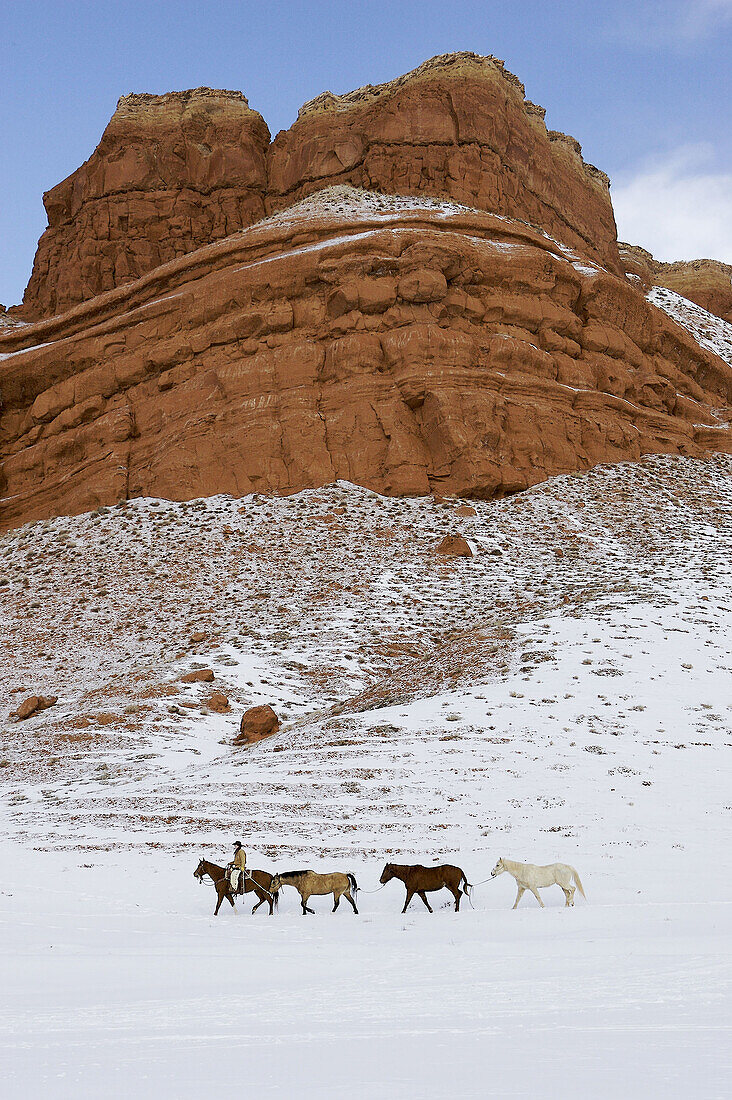 Cowgirl herding horses in winter Shell, Wyoming, Usa