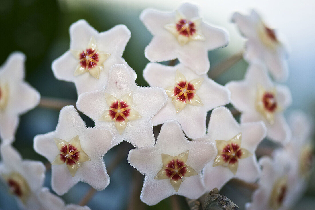 Flower (Hoya sp.)