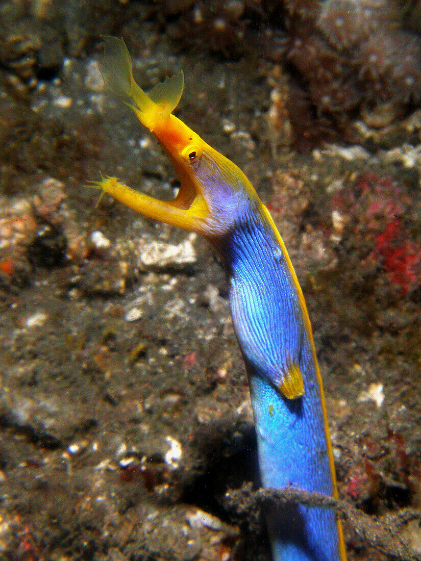 Ribbon Moray (Rhinomuraena quaesita). Lembeh Strait, Sulawesi, Indonesia