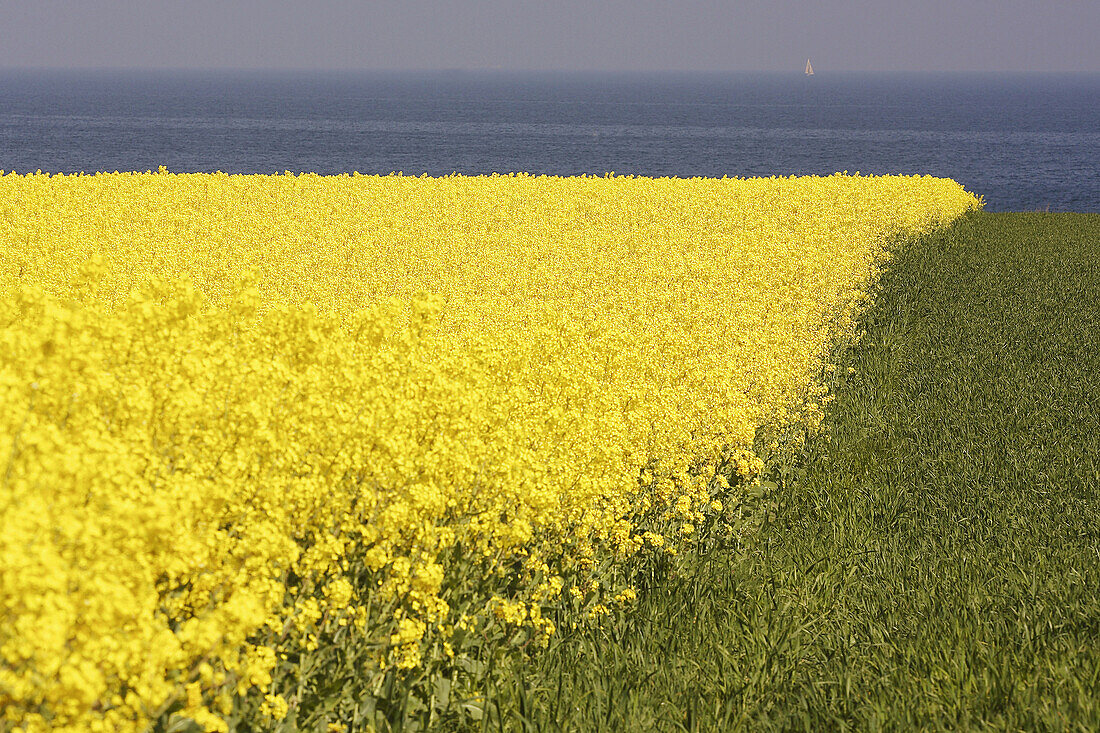 Rape field