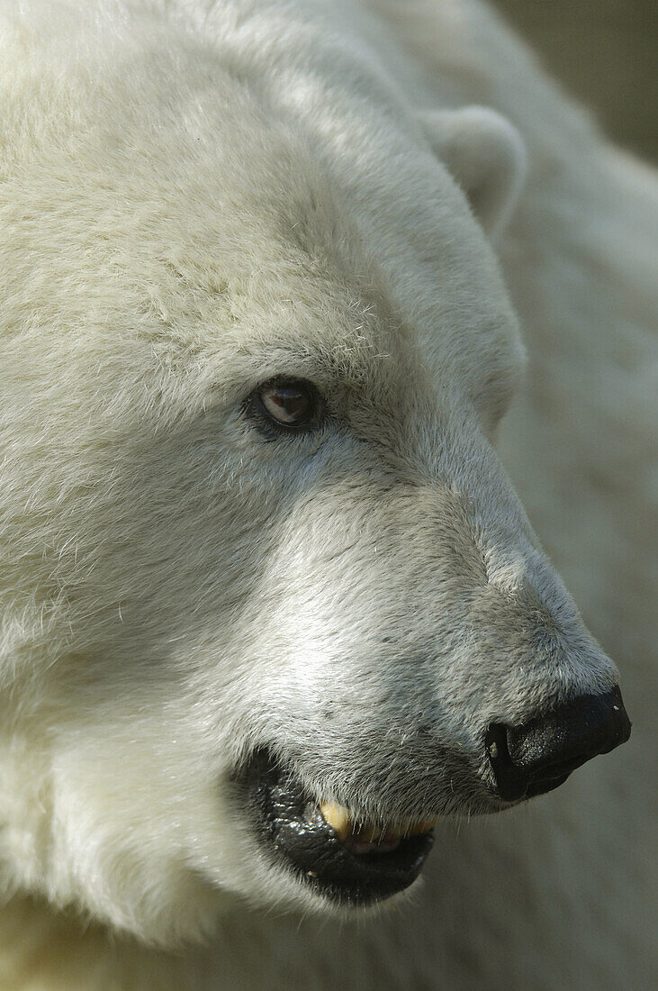 Polar bear (Ursus maritimus) Mercedes, the only polar bear to be found in a UK Zoo. Edinburgh Zoo, Scotland, UK