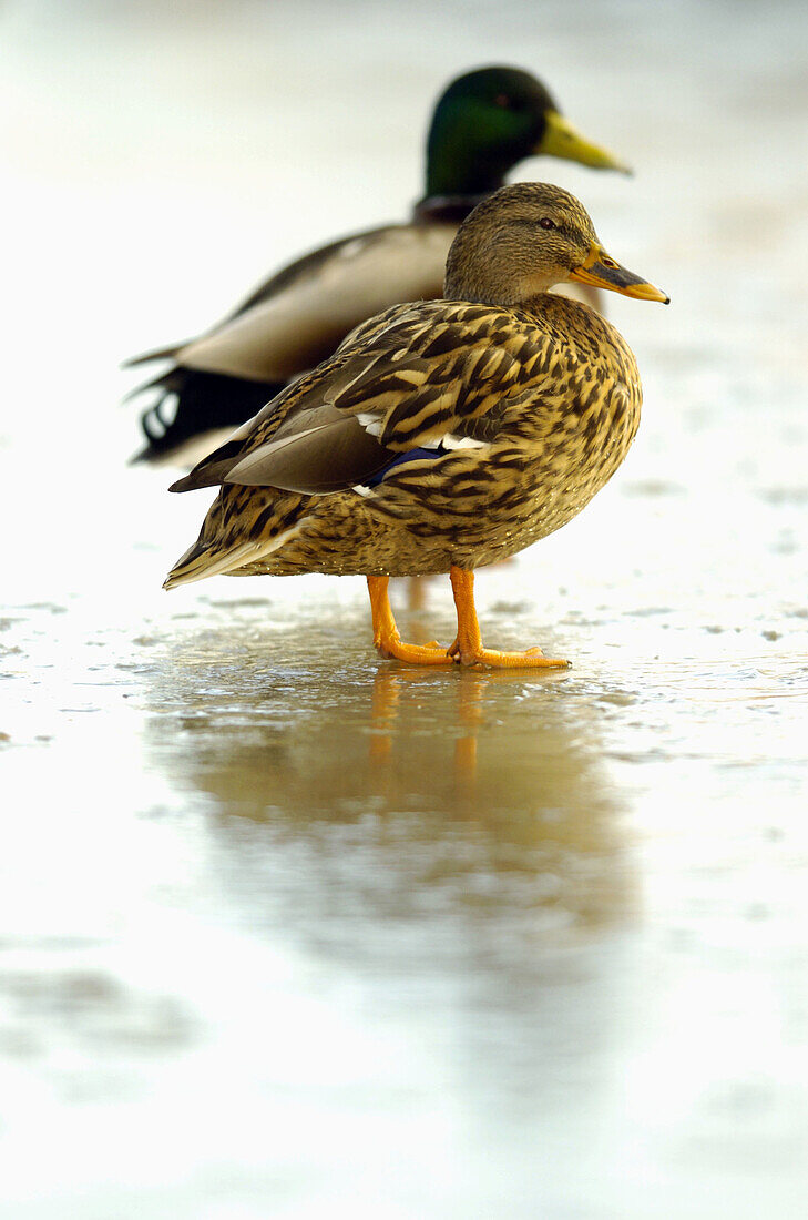 Pair of mallard ducks (Anas platyrhynchos) perched on ice, with the female in front, Washington Wildfowl and Wetlands Trust, Tyne and Wear, England, UK