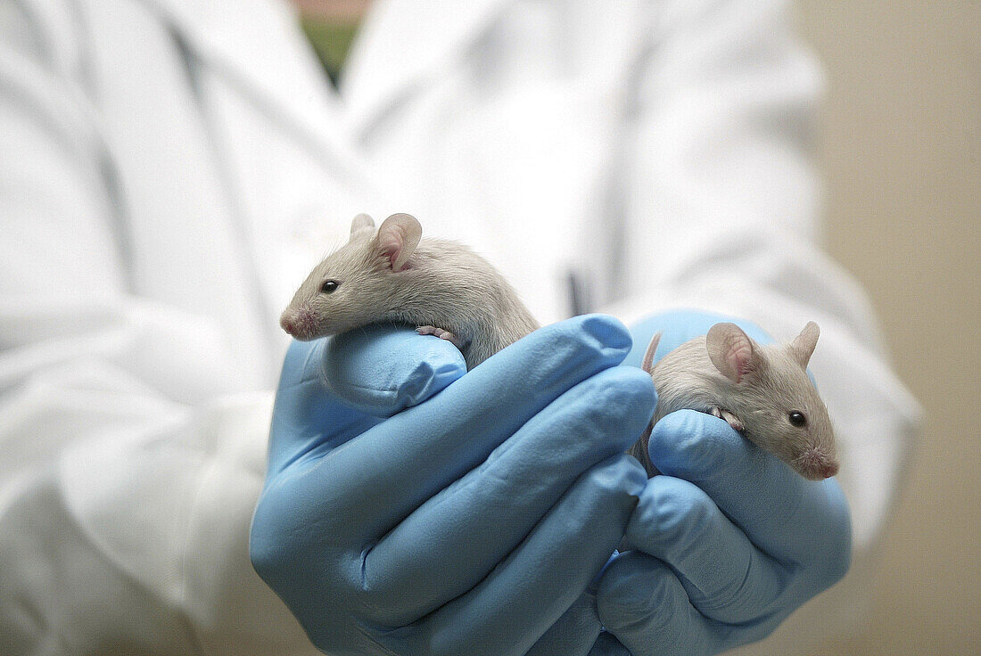 Laboratory mice