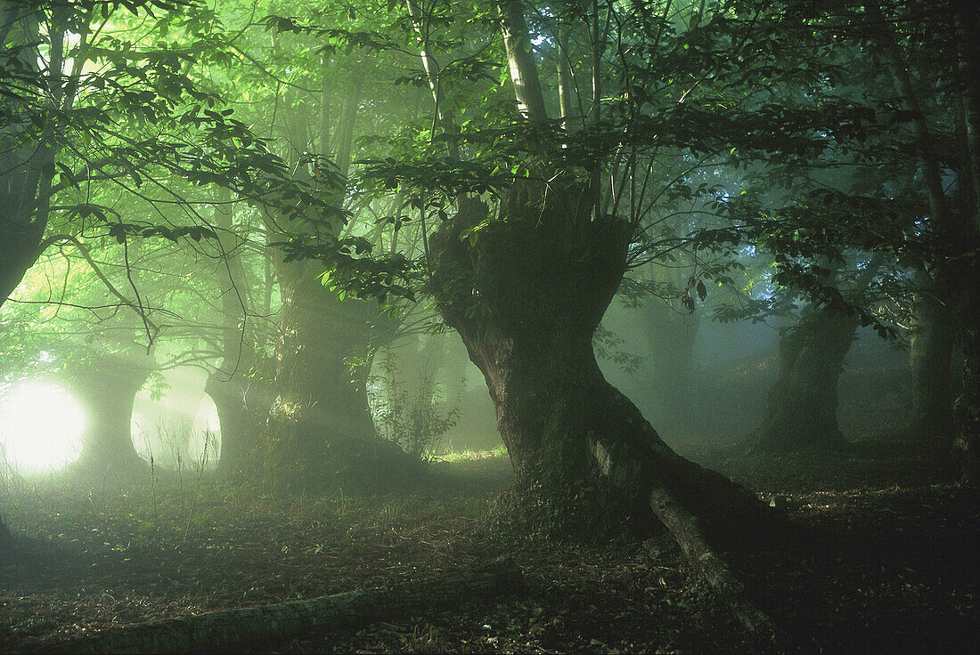 Forest in mist. Galicia, Spain