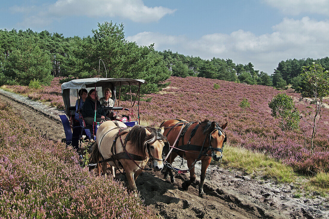 Nature reserve park Lüneburg Heath, with a horse-drawn carriage through the heath, district Soltau-Fallingbostel, Lower-Saxony, Germany