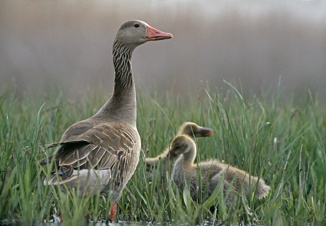 Greylag Goose with hatchlings (Anser anser)