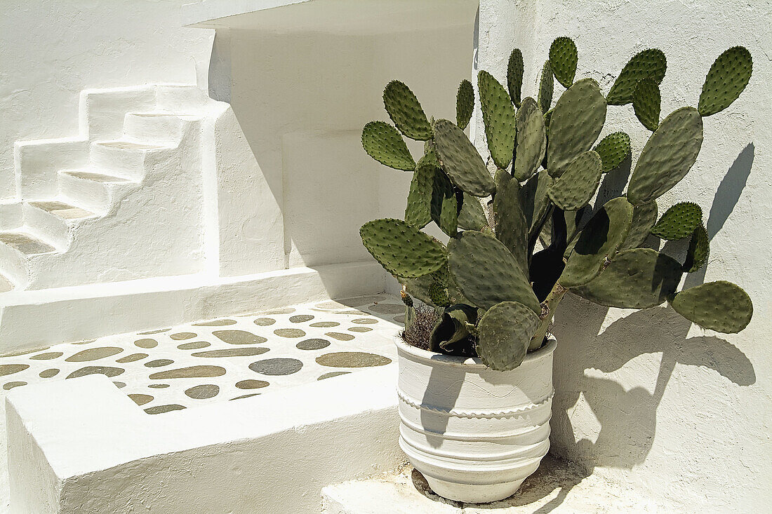 Prickly pear cactus on patio. Mykonos Town, Mykonos. Cyclades Islands, Greece