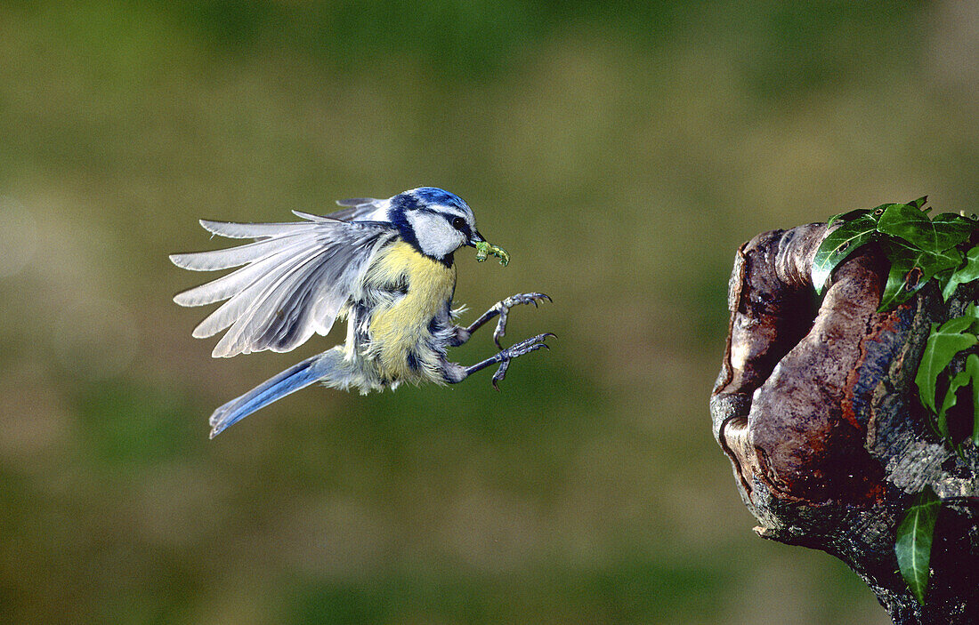 Blue Tit (Parus caeruleus) flying to the nest hole with caterpillar prey. Lorraine, France