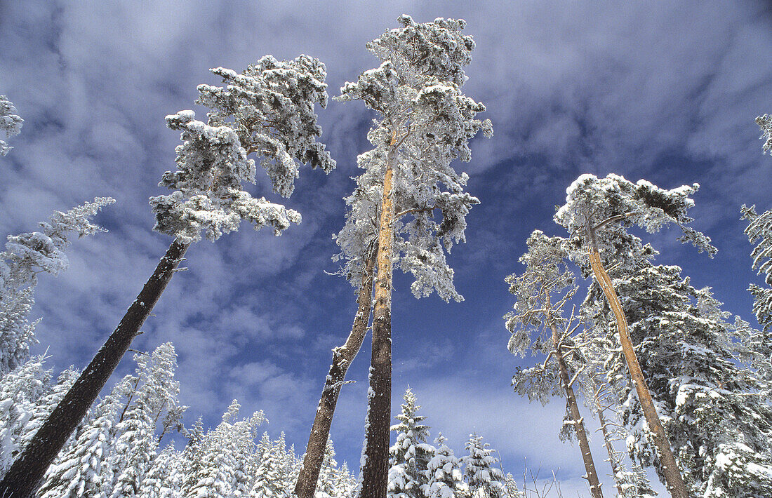 Snowy conifers in winter by Lac Blanc. Vosges, France