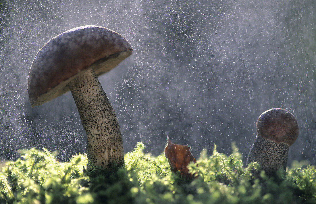 Mushrooms (Leccinum auranticum) in rain. Lorraine, France