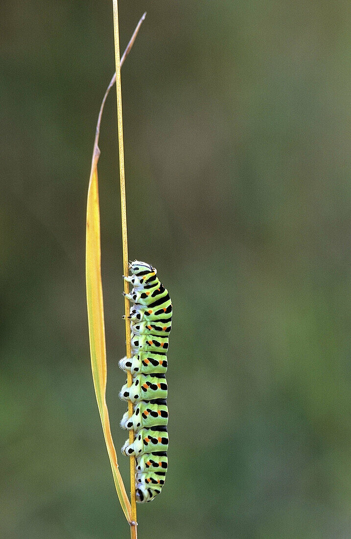 Swallowtail butterfly caterpillar (Papilio machaon). Lorraine, France