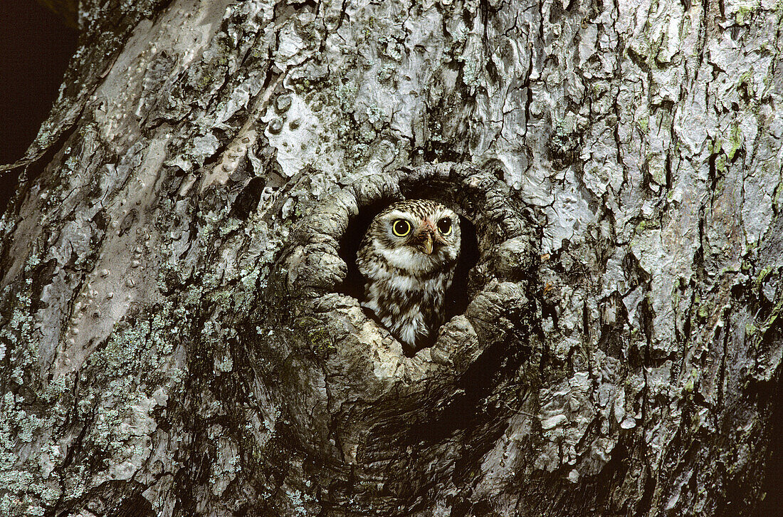 Little owl (Athene noctua) at nest hole. Lorraine, France
