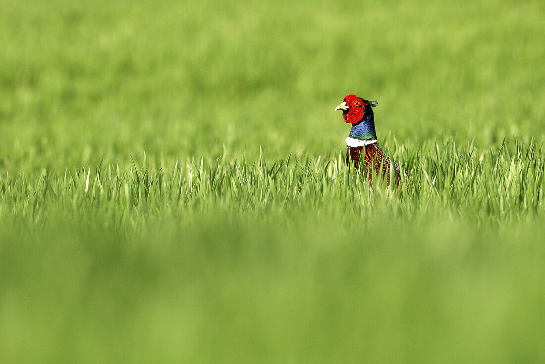 Male Pheasant (Phasianus colchicus) in field. Lorraine, France