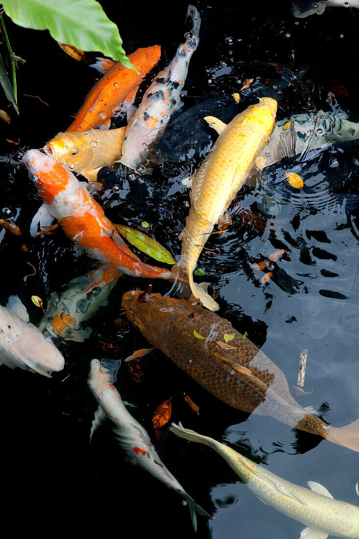 Koi carps in the pond in front of Longshan tempel, Taipei, Taiwan, Asia