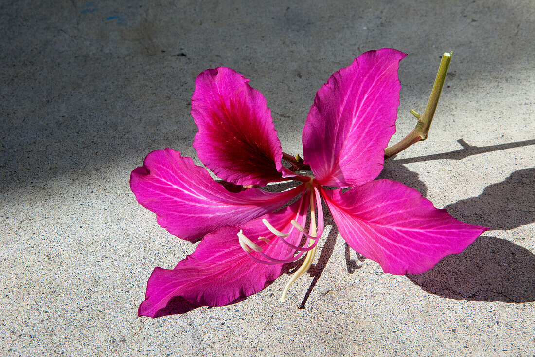 Blossom of an orchid, Taiwan, Asia