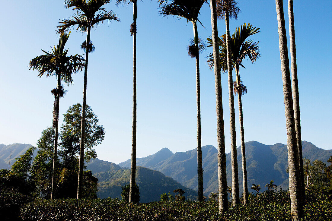 Areca on a tea plantation in teh sunlight, Rueili, Alishan, Taiwan, Asia