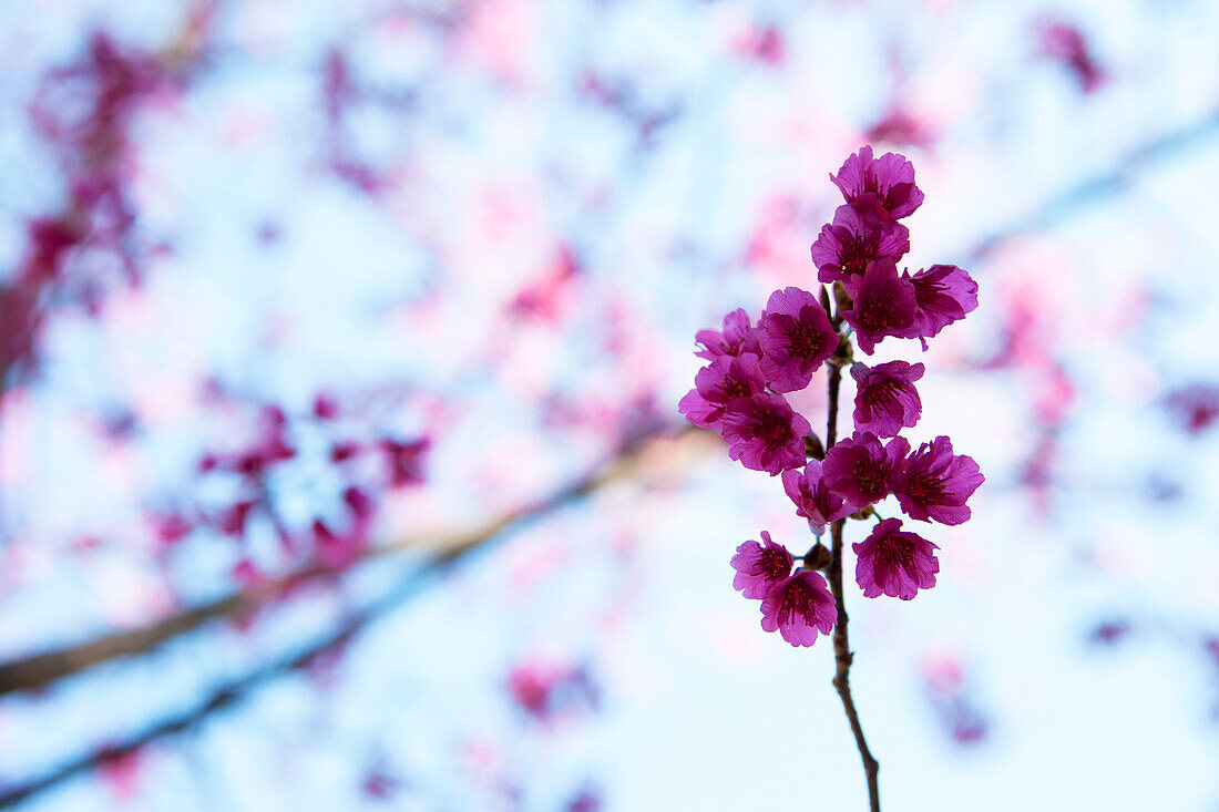 Violet flowering stem