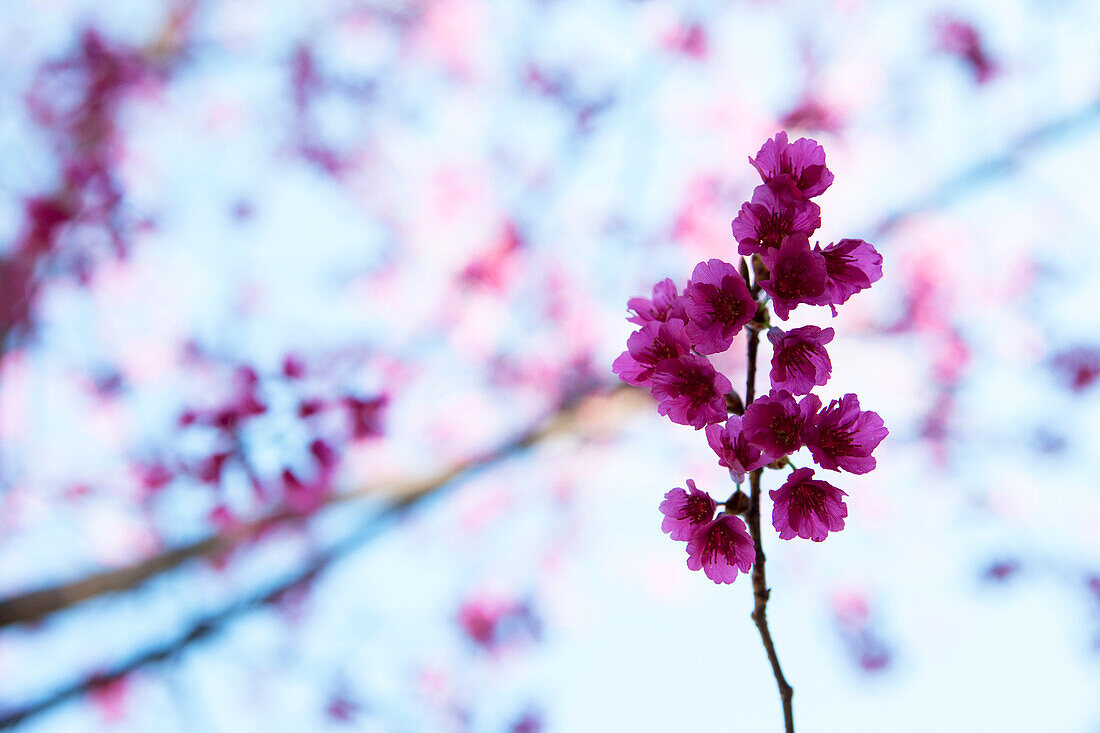 Violette Blütenrispe, Taiwan, Asien