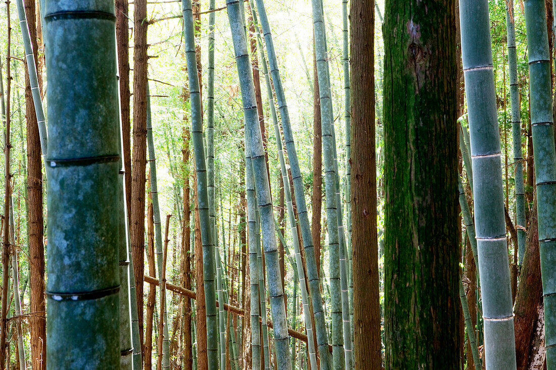 Bambuswald, Rueili, Alishan, Taiwan, Asien