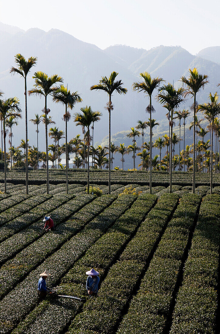Betelpalmen, Teebauern arbeiten auf einer Teeplantage, Rueili, Alishan, Taiwan, Asien